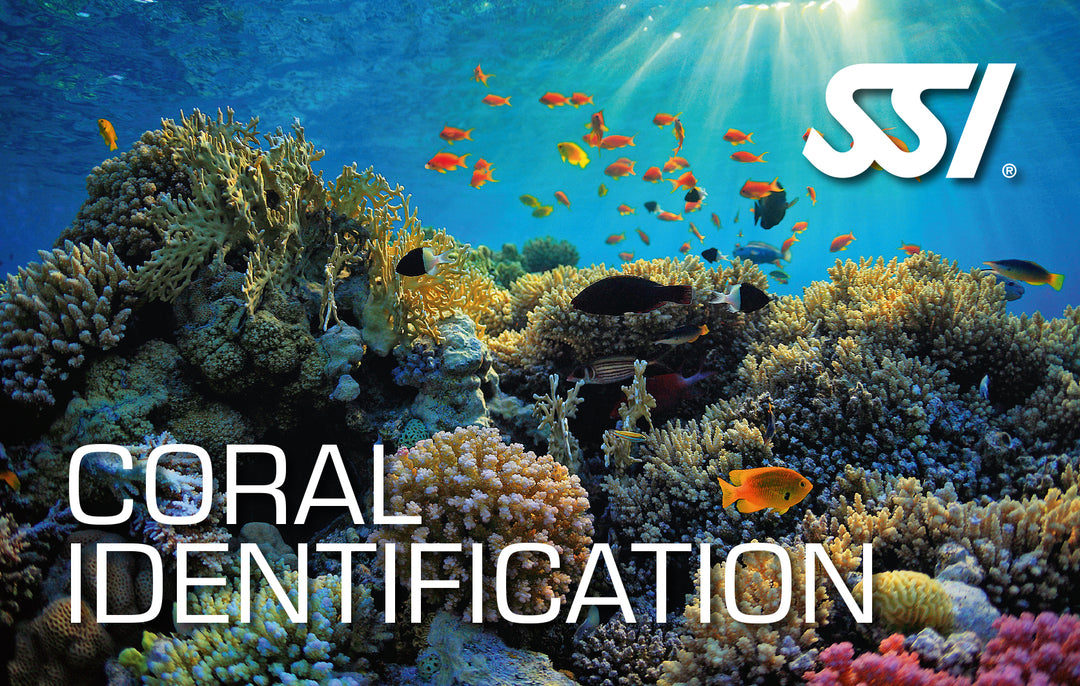 SSI Coral Identification Course