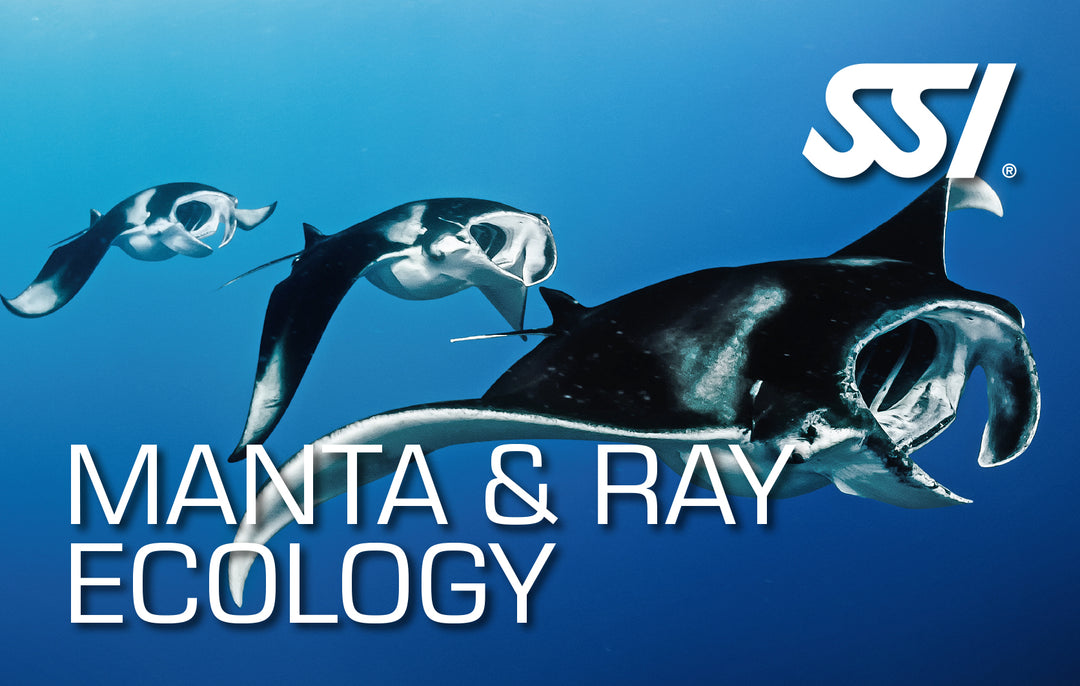SSI Manta & Ray Ecology Course