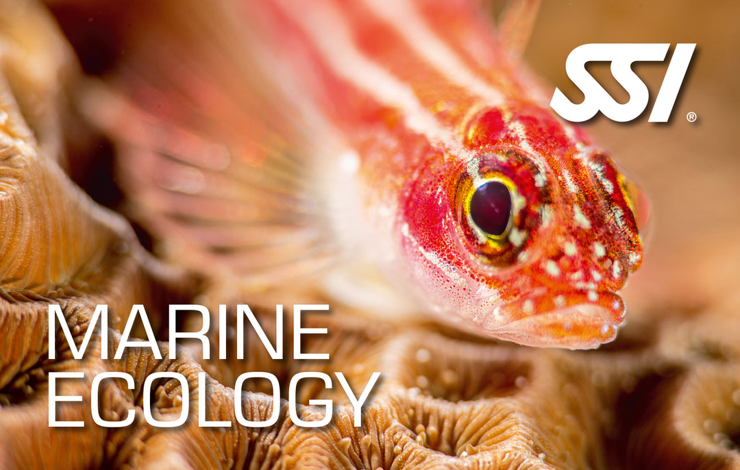 SSI Marine Education Bundle - Ecology and Identification