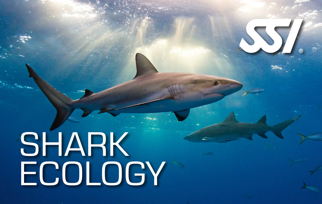 SSI Shark Ecology Course