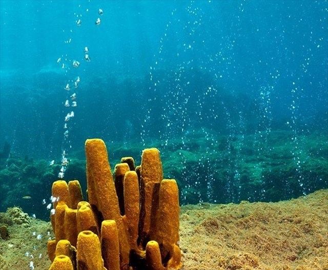 Scuba diving in Dominica